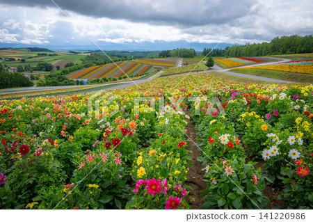 Biei Town, Hokkaido: Shikisai Hill, where flowers bloom in profusion. Biei Town, Hokkaido: Shikisai Hill, where flowers bloom in profusion. 141220986
