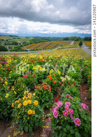 Biei Town, Hokkaido: Shikisai Hill, where flowers bloom in profusion. Biei Town, Hokkaido: Shikisai Hill, where flowers bloom in profusion. 141220987