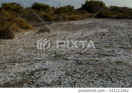 Salt crust forms on the dry ground, creating a textured surface. Coastal marshland vegetation surrounds the area, indicating an arid environment filled with unique plant life. Salt crust forms on the dry ground, creating a textured surface. Coastal marshland vegetation surrounds the area, indicating an arid environment filled with unique plant life. 141221062