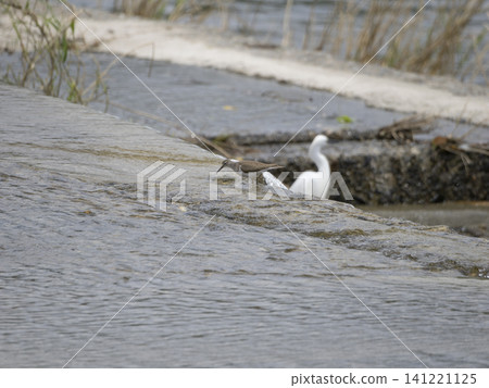 A Common Sandpiper searching for food at the Inagawa River weir. 141221125