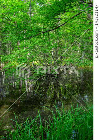A hidden, submerged forest [Nagano Prefecture] 141221147
