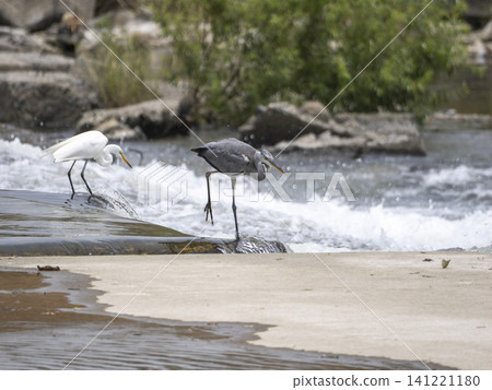 Great Egrets and Grey Herons hunting for fish at the Inagawa River weir. Great Egrets and Grey Herons hunting for fish at the Inagawa River weir. 141221180