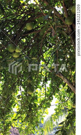Green tropical fruit hanging from dense leafy canopy with sunlight filtering through branches Green tropical fruit hanging from dense leafy canopy with sunlight filtering through branches 141221209
