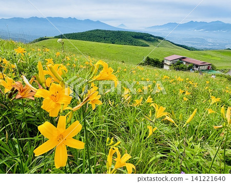 A spectacular summer scene of daylilies in the Utsukushigahara Plateau and Mount Fuji floating above a sea of clouds: Venus Line, Nagano Prefecture A spectacular summer scene of daylilies in the Utsukushigahara Plateau and Mount Fuji floating above a sea of clouds: Venus Line, Nagano Prefecture 141221640