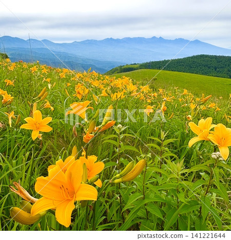 A spectacular summer scene of daylilies in the Utsukushigahara Plateau and Mount Fuji floating above a sea of clouds: Venus Line, Nagano Prefecture A spectacular summer scene of daylilies in the Utsukushigahara Plateau and Mount Fuji floating above a sea of clouds: Venus Line, Nagano Prefecture 141221644