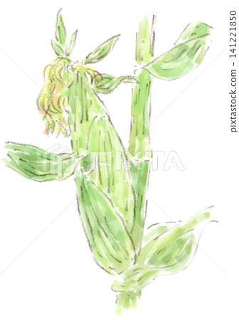 A watercolor illustration of summer vegetables, specifically corn ripening in a field. 141221850