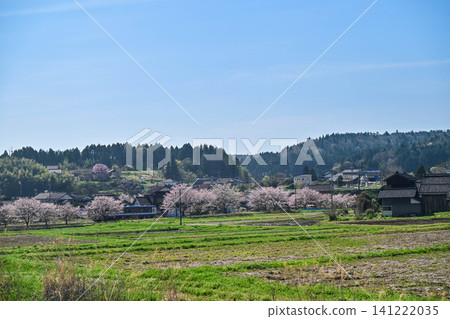 能登鐵道西岸站櫻花盛開，景色宜人。 141222035