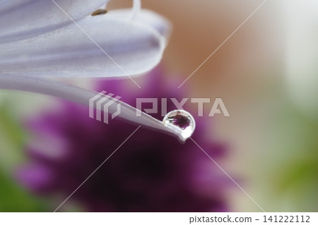 Purple flowers reflected in water droplets of agapanthus. Purple flowers reflected in water droplets of agapanthus. 141222112
