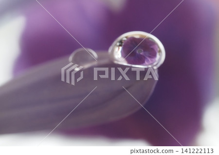 Agapanthus flower reflected in a water droplet. Agapanthus flower reflected in a water droplet. 141222113