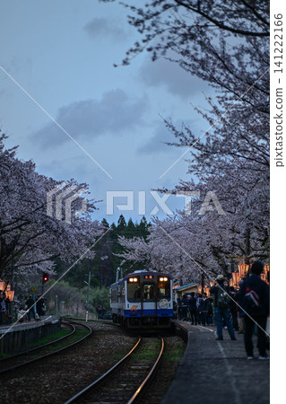 盛開的能登鐵道櫻花站 盛開的能登鐵道櫻花站 141222166