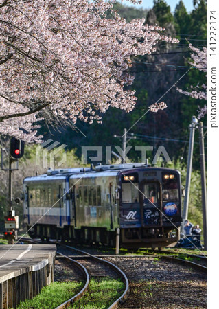 Noto Railway Sakura Station in full bloom Noto Railway Sakura Station in full bloom 141222174