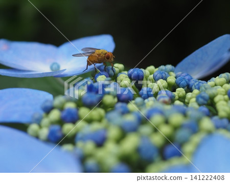 A yellow insect perched on a blue hydrangea (20260627090842) A yellow insect perched on a blue hydrangea (20260627090842) 141222408