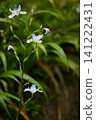 Iris at Shōrinji Temple 141222431