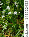Iris at Shōrinji Temple 141222432