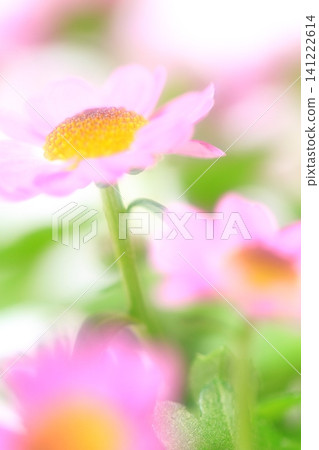 pretty flowers pretty flowers 141222614