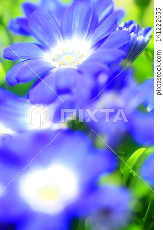 pretty flowers pretty flowers 141222655