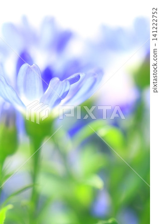 pretty flowers pretty flowers 141222752