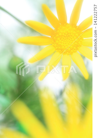 漂亮的花 141222757