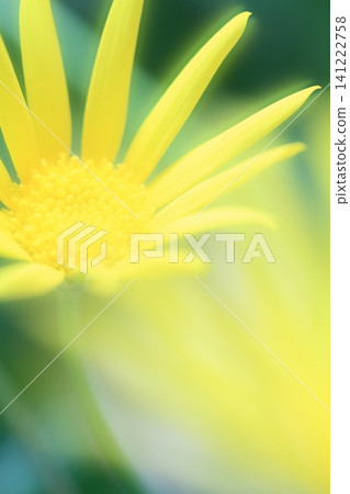 pretty flowers pretty flowers 141222758