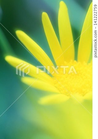 漂亮的花 漂亮的花 141222759