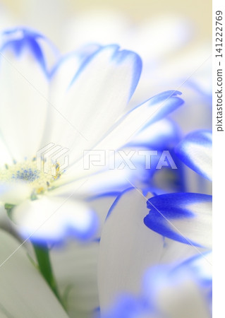pretty flowers pretty flowers 141222769