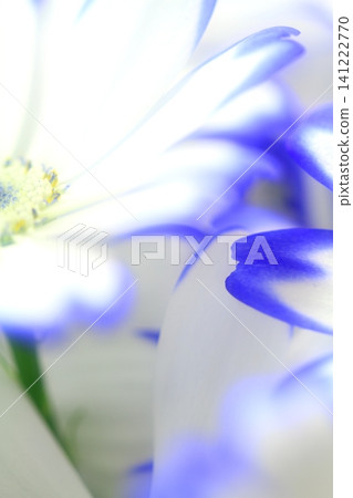 pretty flowers pretty flowers 141222770