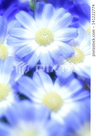 漂亮的花 漂亮的花 141222774