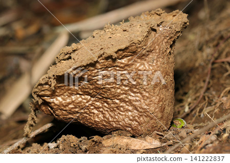 A side view of a puffball mushroom (Japanese fungus, macro photography) with its outer skin completely peeled off, exposing the spongy sporophyte. A side view of a puffball mushroom (Japanese fungus, macro photography) with its outer skin completely peeled off, exposing the spongy sporophyte. 141222837