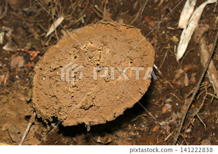 A puffball mushroom (a native Japanese fungus, macro photography of mushroom ecology) with its outer skin completely peeled off, exposing the spongy sporophyte. A puffball mushroom (a native Japanese fungus, macro photography of mushroom ecology) with its outer skin completely peeled off, exposing the spongy sporophyte. 141222838