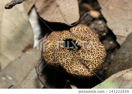 A split fruiting body of a false trumpet fungus (Natural Japanese fungi/mushroom ecology macro photography) that disperses gray spores. A split fruiting body of a false trumpet fungus (Natural Japanese fungi/mushroom ecology macro photography) that disperses gray spores. 141222839