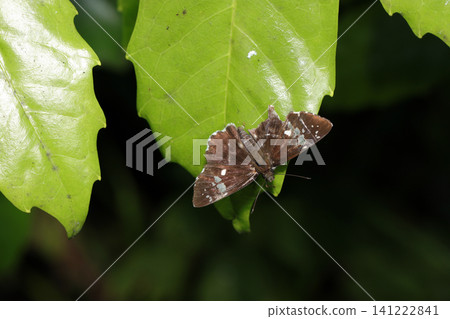 A Daimyo Skipper butterfly with damaged wings on a lush green leaf in early summer (Japanese natural insect ecology, strobe macro photography) A Daimyo Skipper butterfly with damaged wings on a lush green leaf in early summer (Japanese natural insect ecology, strobe macro photography) 141222841