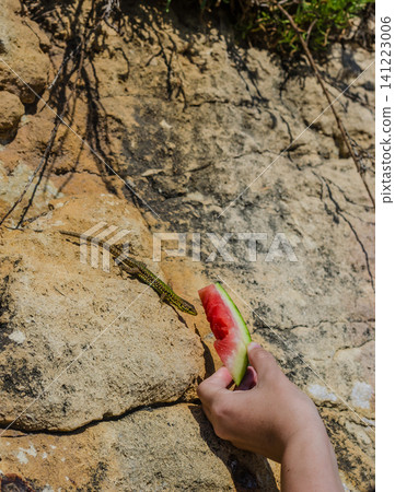 Child hand offering a slice of fresh watermelon to a wild green Maltese wall lizard on sunlit rocks outdoors in summer nature. High quality photo Child hand offering a slice of fresh watermelon to a wild green Maltese wall lizard on sunlit rocks outdoors in summer nature. High quality photo 141223006