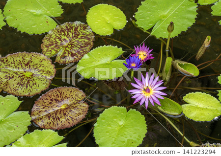 Beautiful purple and pink water lily flowers blooming in a pond surrounded by green and variegated lily pads with water droplets. Professional top view of a tranquil aquatic garden with insects. Beautiful purple and pink water lily flowers blooming in a pond surrounded by green and variegated lily pads with water droplets. Professional top view of a tranquil aquatic garden with insects. 141223294