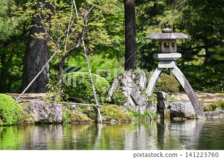 春天的兼六園,櫻花盛開 春天的兼六園,櫻花盛開 141223760