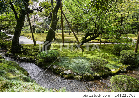 Beautiful cherry blossoms at Kenrokuen in spring 141223765