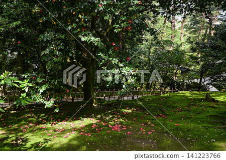 春天的兼六園,櫻花盛開 春天的兼六園,櫻花盛開 141223766
