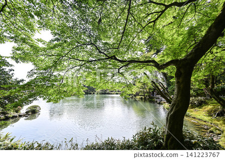 春天的兼六園,櫻花盛開 春天的兼六園,櫻花盛開 141223767