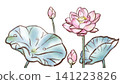 Lotus illustration (ink pen watercolor style) 141223826