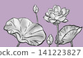 Lotus illustration (ink painting style) 141223827