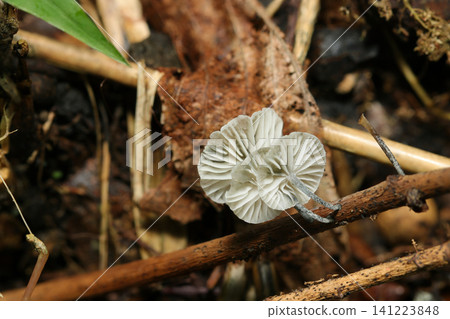 Small black-legged mushrooms with white gills and black stems (Japanese natural fungi/mushroom ecology macro photography) Small black-legged mushrooms with white gills and black stems (Japanese natural fungi/mushroom ecology macro photography) 141223848