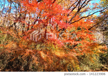 Momiji autumn leaves Momiji autumn leaves 141223906