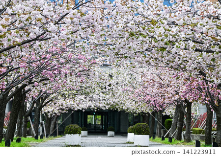 The Ishikawa Prefectural Government Building, adorned with cherry blossoms in full bloom. 141223911