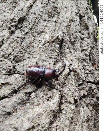 A beetle climbing a tree A beetle climbing a tree 141224001