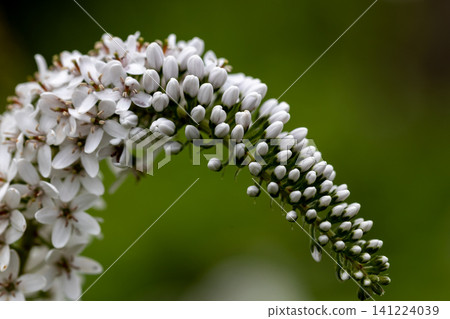 Tiny white flowers bloom in dense clusters on the hillside. Tiny white flowers bloom in dense clusters on the hillside. 141224039