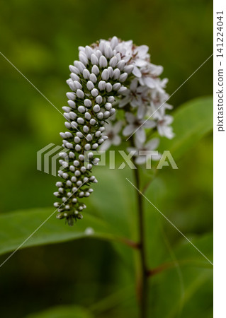 Tiny white flowers bloom in dense clusters on the hillside. Tiny white flowers bloom in dense clusters on the hillside. 141224041