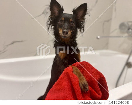 Ratlik, a happy young Prague rat trap are standing in the bathroom. High quality photo Ratlik, a happy young Prague rat trap are standing in the bathroom. High quality photo 141224098