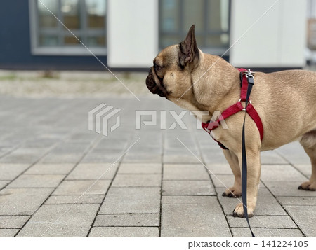 A happy French bulldog dog of fawn color walks outside in good weather on a leash in summer.A happy French bulldog dog of fawn color walks outside in good weather on a leash in summer. Photo A happy French bulldog dog of fawn color walks outside in good weather on a leash in summer.A happy French bulldog dog of fawn color walks outside in good weather on a leash in summer. Photo 141224105