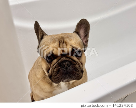The French Bulldog dirty dog is in the bathroom to wash his paws after a walk. Photo The French Bulldog dirty dog is in the bathroom to wash his paws after a walk. Photo 141224108