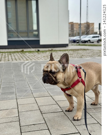 A happy French bulldog dog of fawn color walks outside in good weather on a leash in summer.A happy French bulldog dog of fawn color walks outside in good weather on a leash in summer. Photo A happy French bulldog dog of fawn color walks outside in good weather on a leash in summer.A happy French bulldog dog of fawn color walks outside in good weather on a leash in summer. Photo 141224125