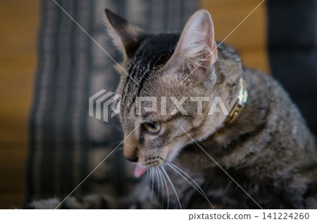 cat with yellow eyes cat with yellow eyes 141224260